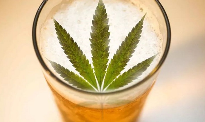 美国流行的啤酒品牌要出大麻啤酒了你敢试吗 城市新闻网icitynews