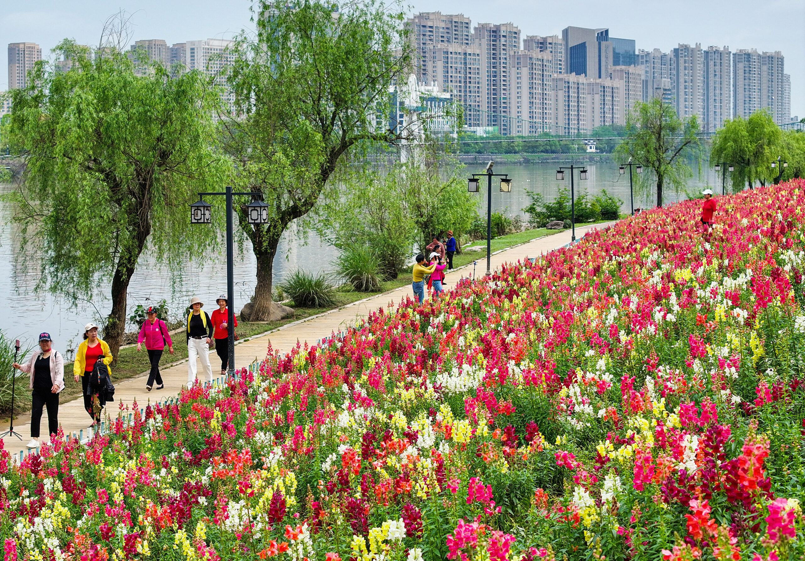 安徽黄山：城市公园春色缤纷