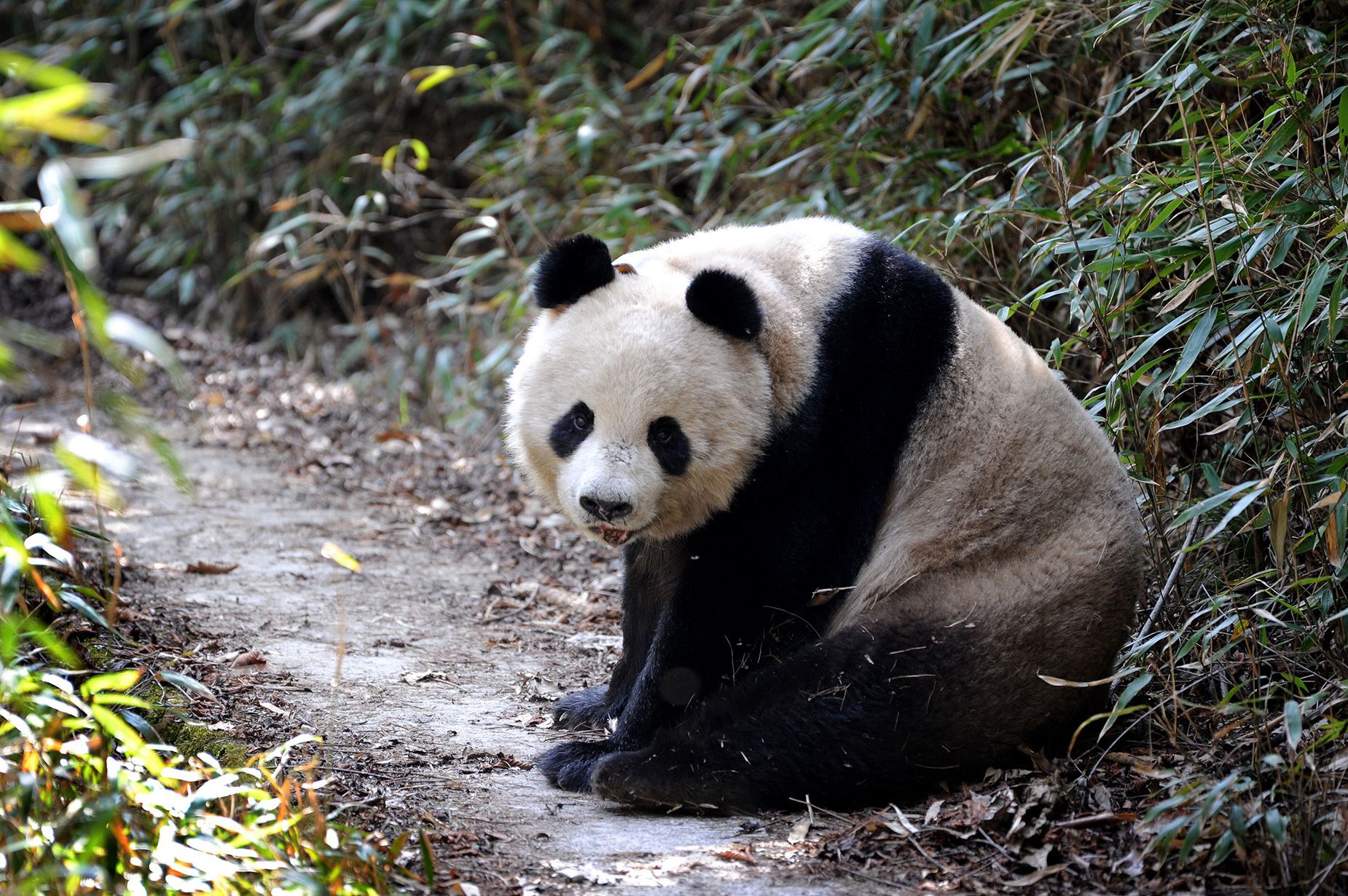 熊猫来了：旧金山将迎来首对中国大熊猫