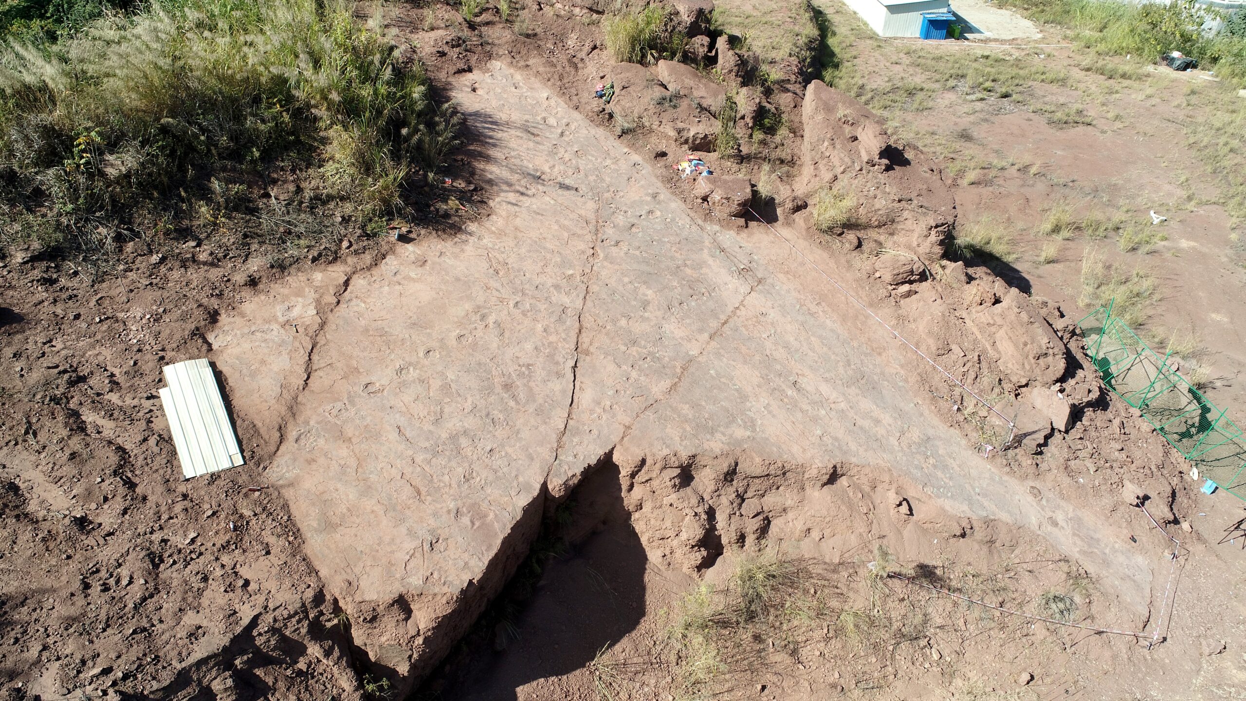 福建发现全球最大的恐爪龙类足迹