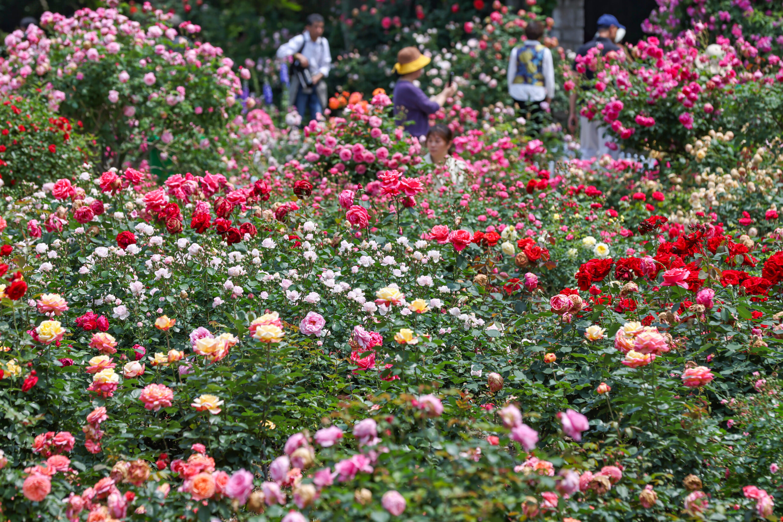 南京紫金山上花团锦簇香满园