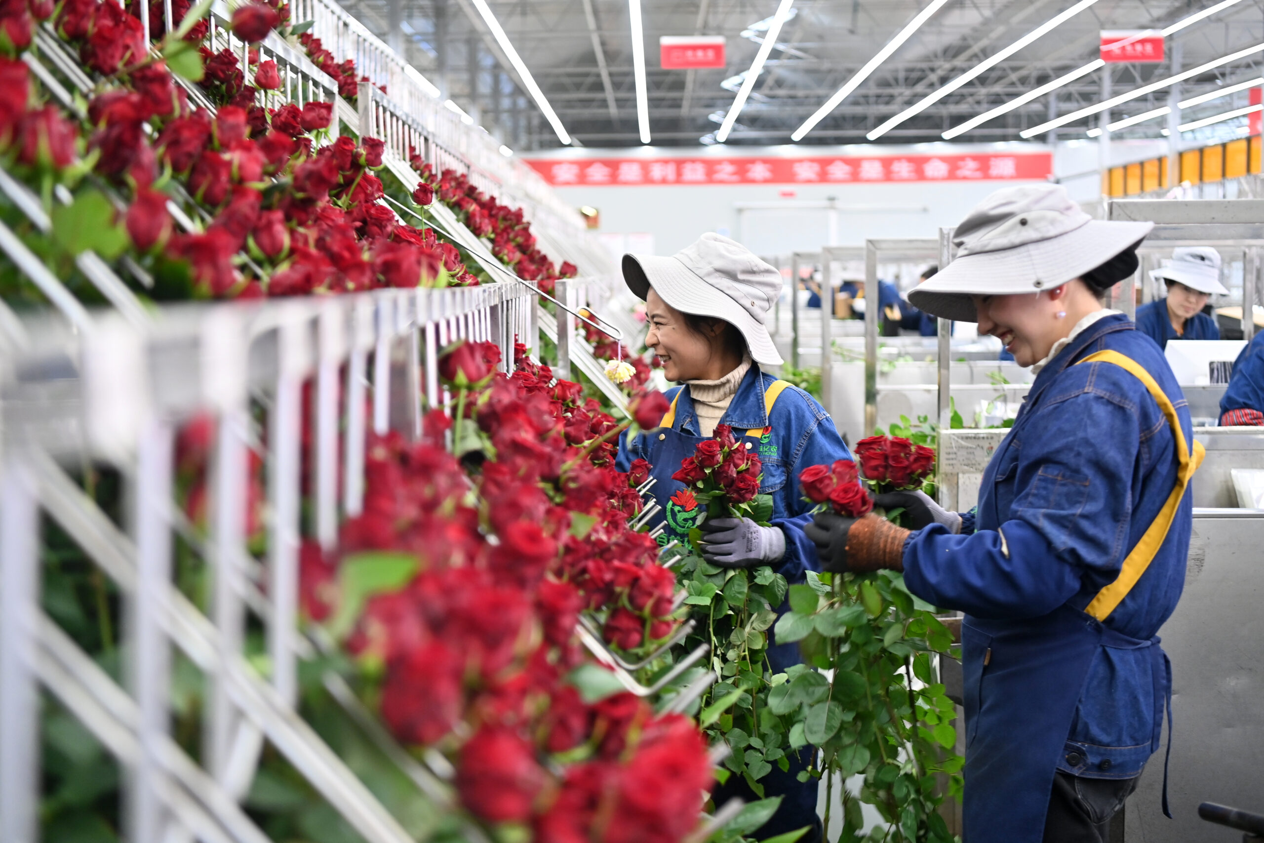 甘肃临夏：黄土高原上有座“玫瑰超级工厂”