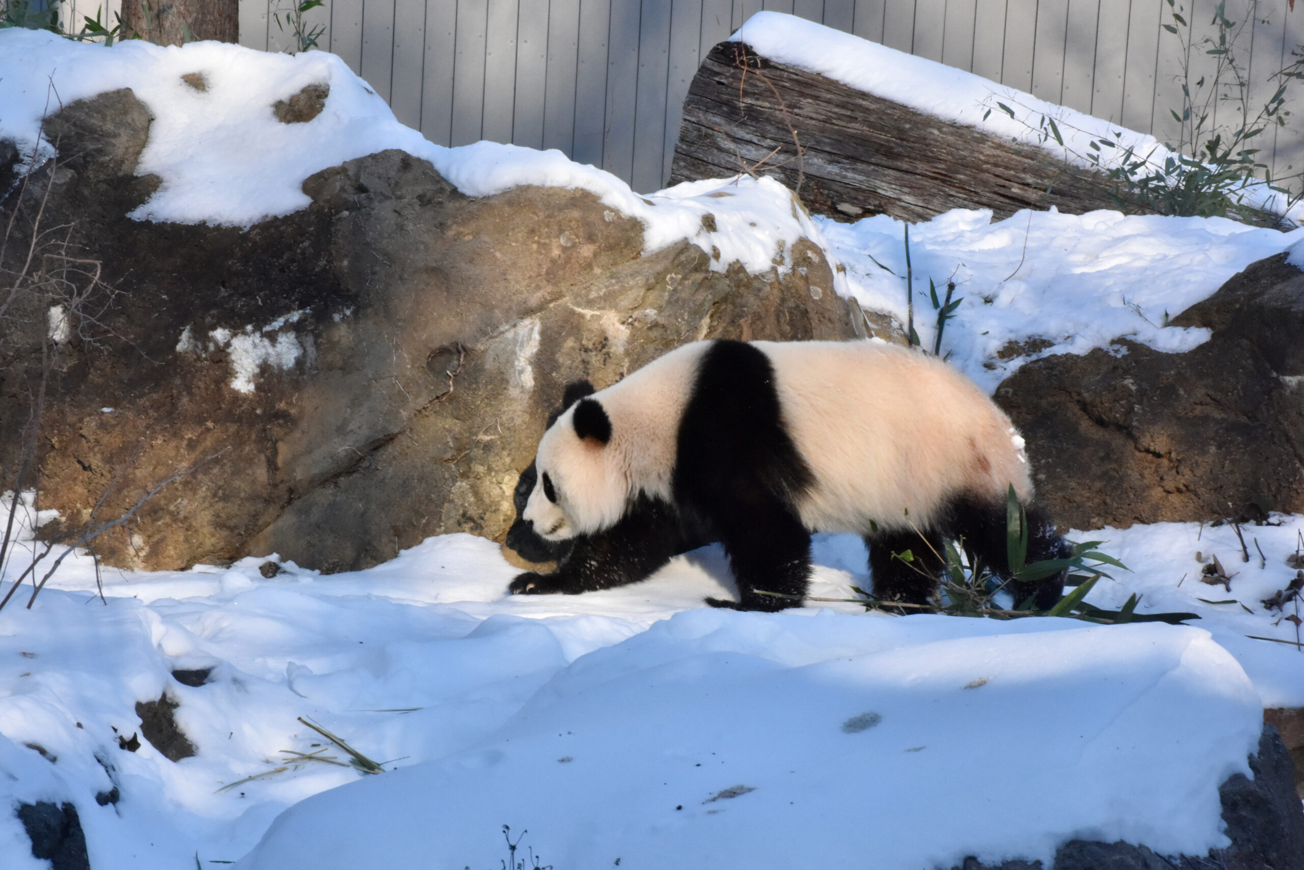 华盛顿动物园大熊猫“宝力”“青宝”“准备好”与公众见面